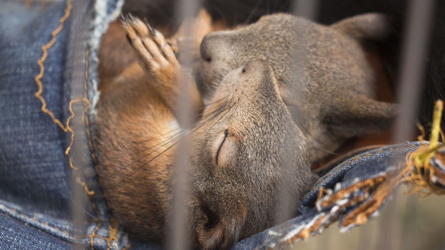Close-up of squirrels sleeping in cage