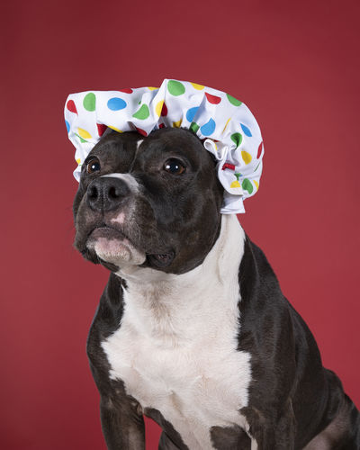 Portrait of brown american staffordshire terrier amstaff sitting with a bath or shower cap