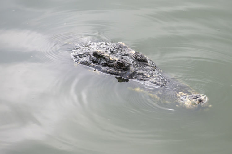 Close-up of crocodile swimming in lake
