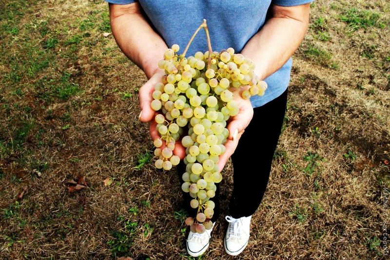 Close-up of person holding grapes