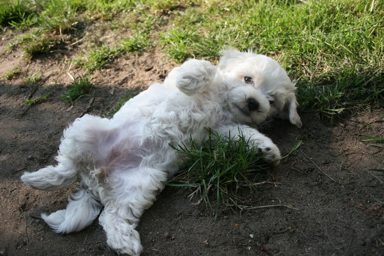 High angle view of white dog resting on field