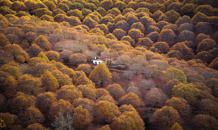 High angle view of trees growing in forest during autumn