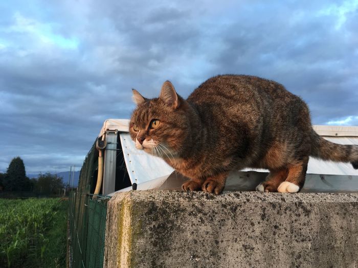 Cat looking away while standing on retaining wall against sky