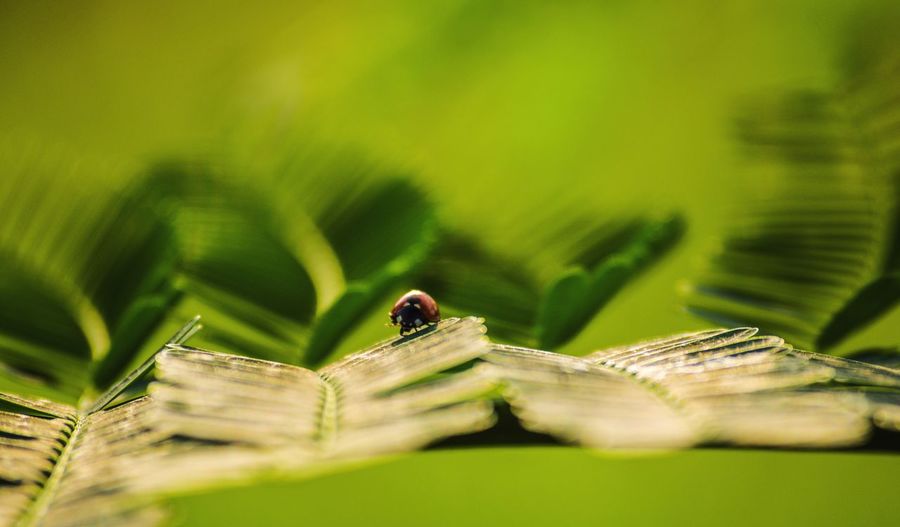 Close-up of ladybug on leaf
