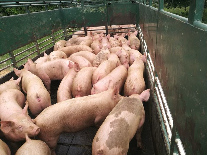 High angle view of pigs standing at farm
