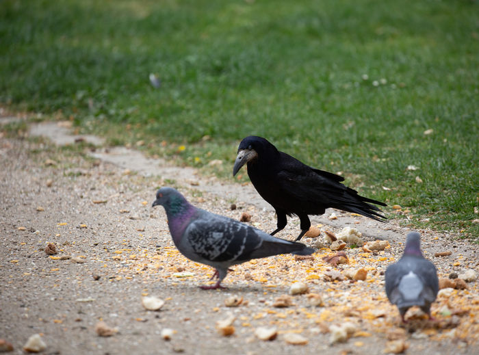 Raven and pigeons eat in park