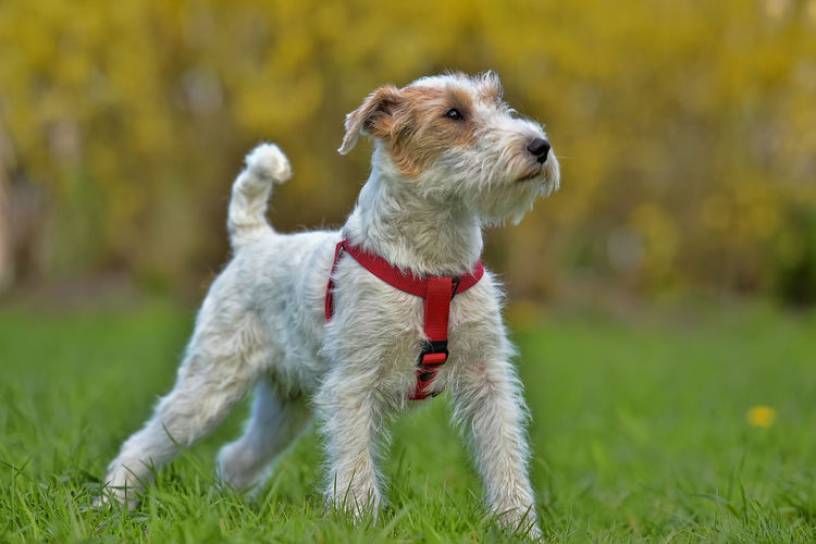 Dog looking away on field