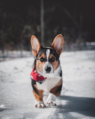 Portrait of dog standing in snow