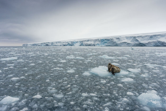 Walruses on frozen sea against sky