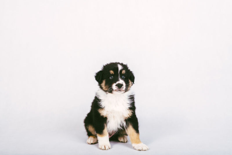 Portrait of a dog over white background