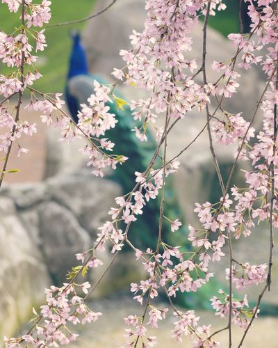 Close-up of cherry blossom on tree