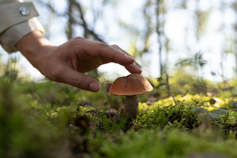 Close-up of hand holding mushroom growing on field