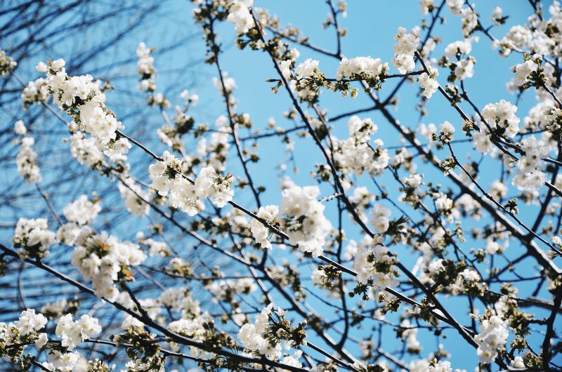 Low angle view of white flowers growing on tree against blue sky