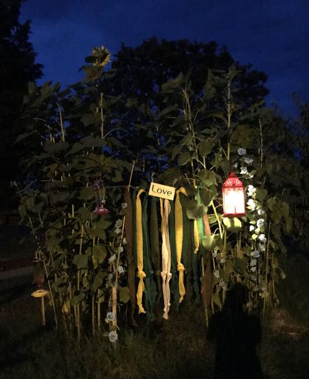 Plants hanging outside house against sky at night