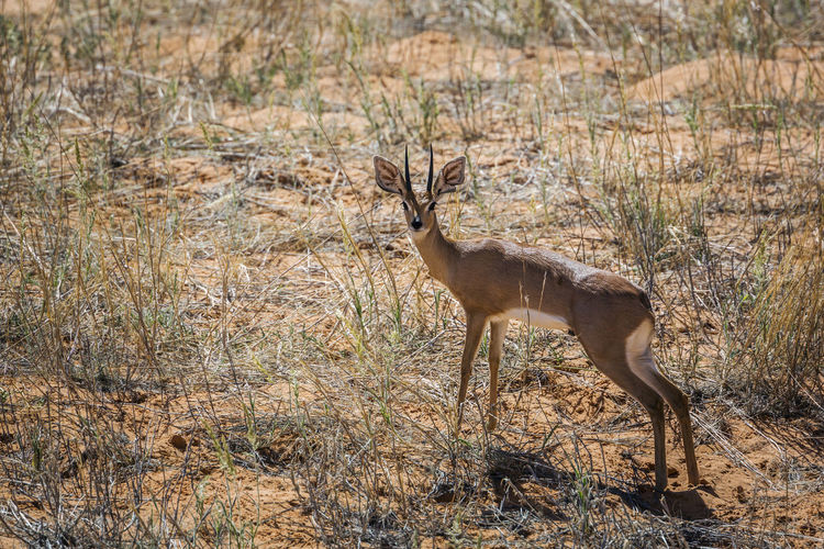 View of deer in desert