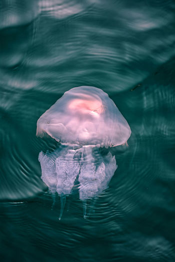 Close-up of jellyfish swimming in water