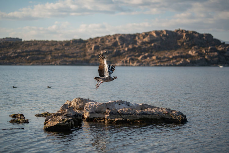 Seagull flying over a rock in sea