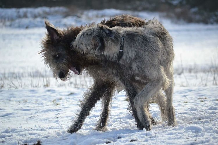 Playful irish wolfhounds on snow covered field