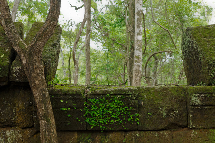 Trees growing in forest