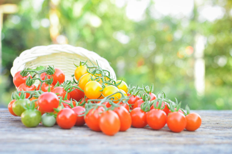 Close-up of cherry tomatoes spilling from basket on table