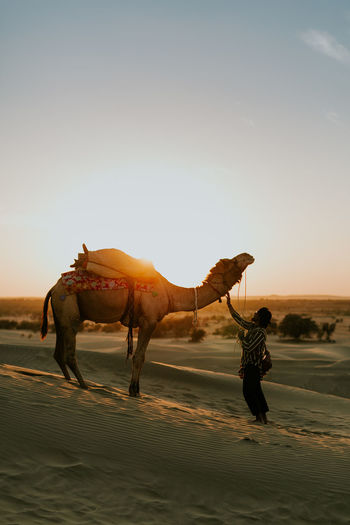 Man with camel on sand in desert against sky