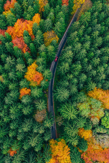 Topdown aerial photo of car on road winding through forest in colorful fall foliage, austria.