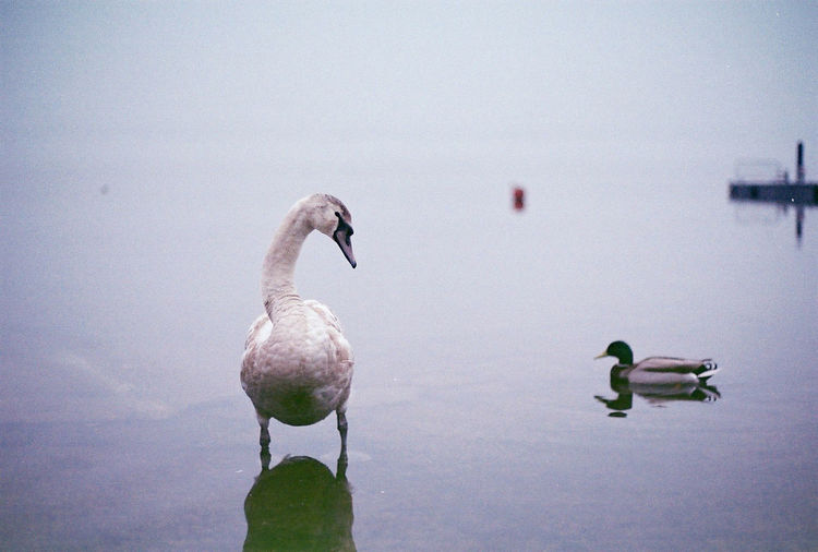 Swan and mallard duck on lake
