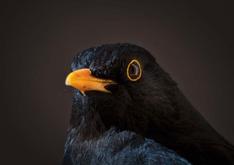 Close-up portrait of male blackbird