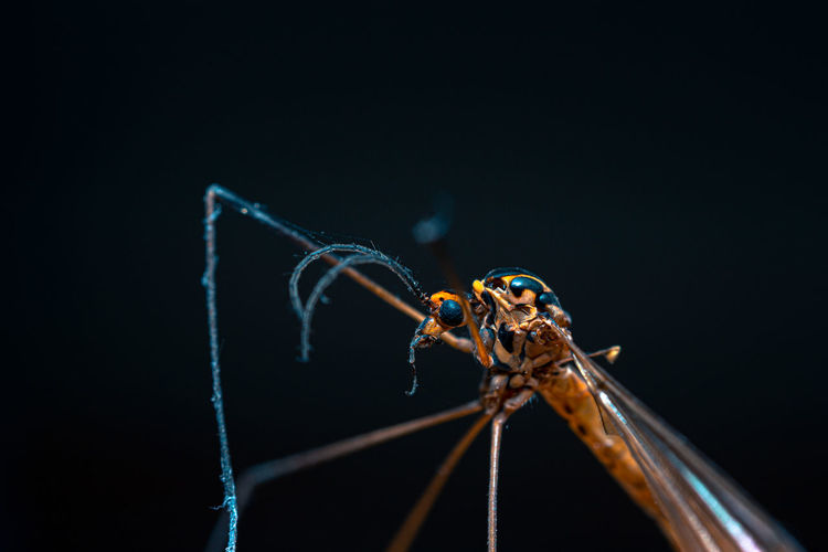 Close-up of dragonfly against black background