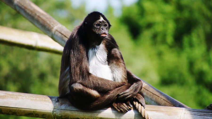 Monkey sitting on bamboo in zoo