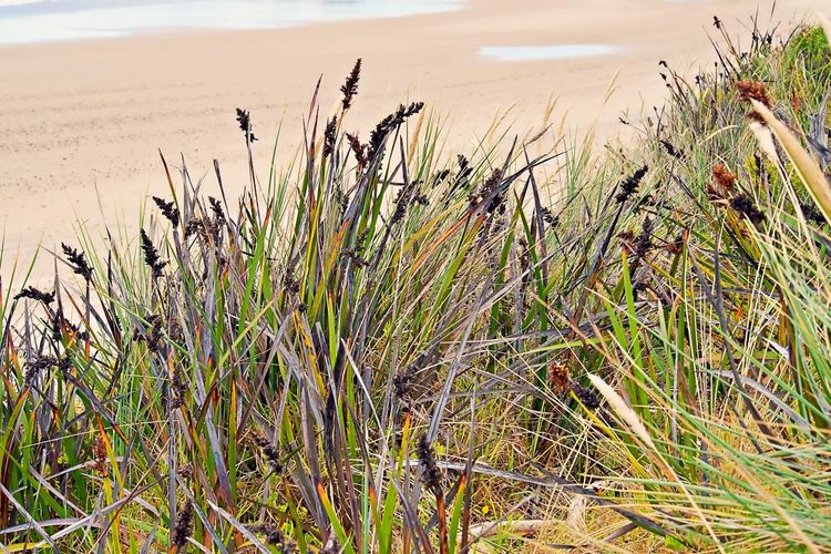 Close-up of grass on beach against sky