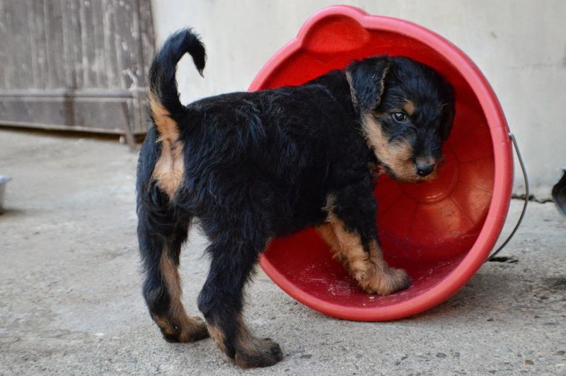 Airedale terrier puppy in bucket