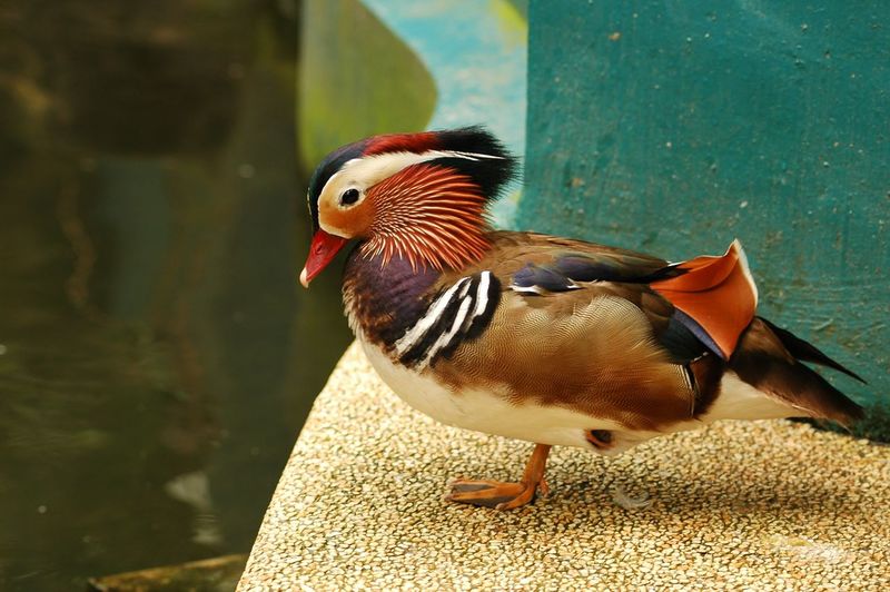 Close-up of a duck by a water