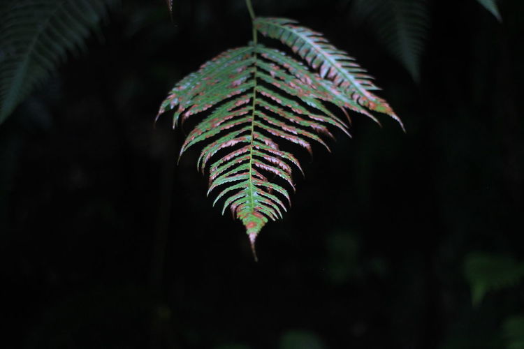 Close-up of fern leaves in forest