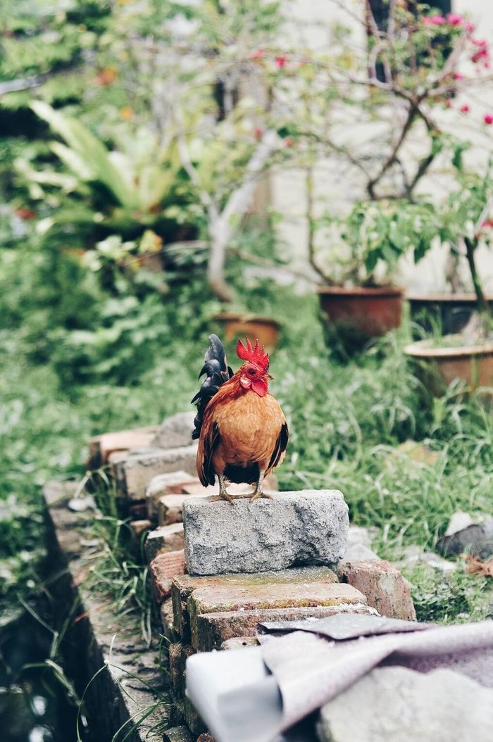 CLOSE-UP OF A BIRD