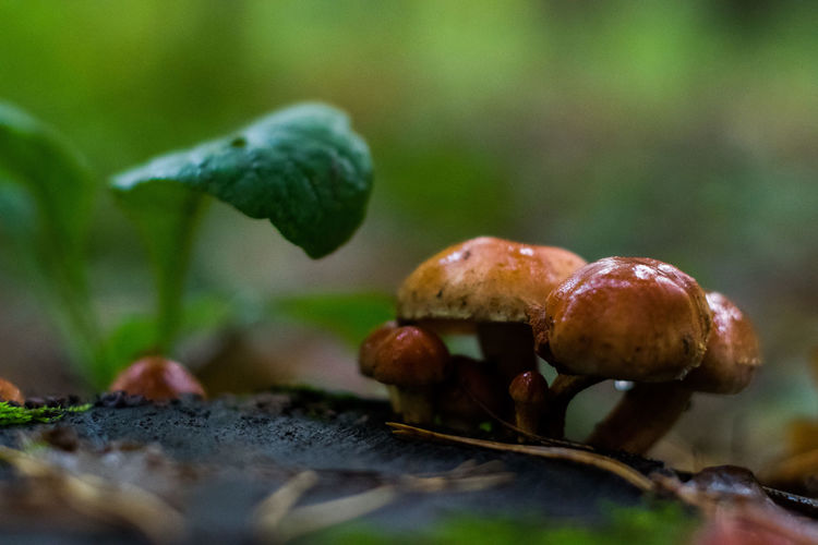 Close-up of mushrooms
