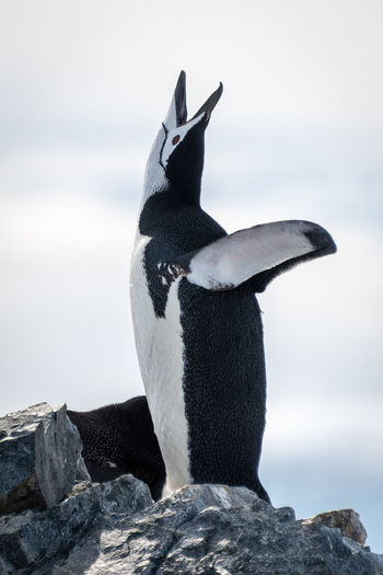 Chinstrap penguin on rock squawks at sky