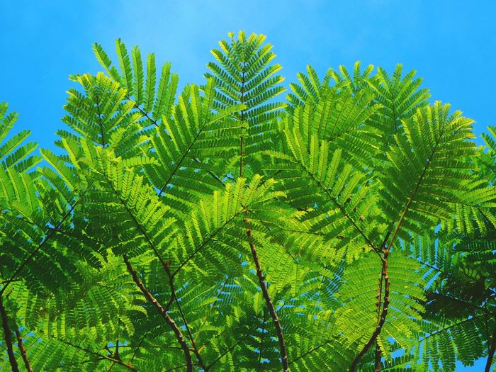 Low angle view of fern leaves on tree against sky