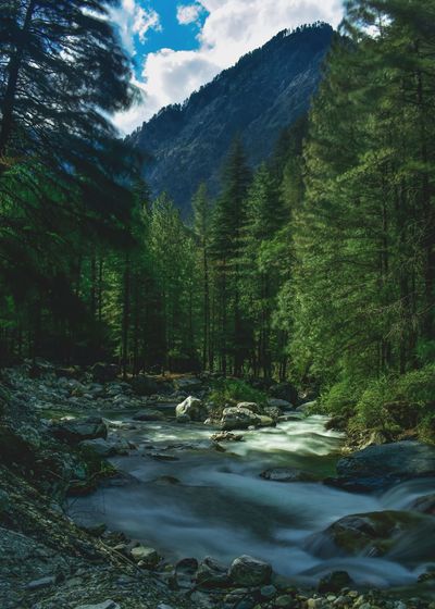 Scenic view of river stream amidst trees in forest