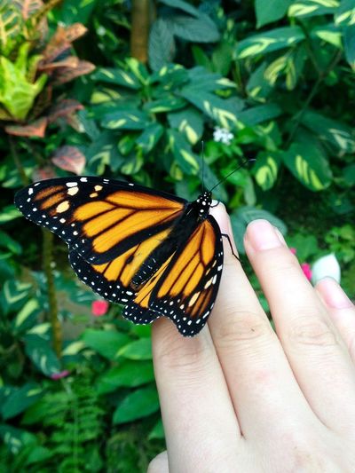 Close-up of butterfly on hand