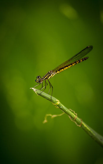 Close-up of dragon fly