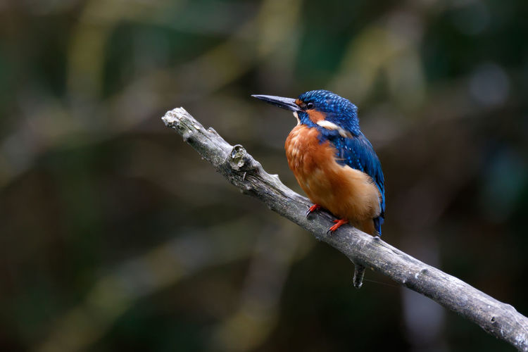 Kingfisher perching on twig