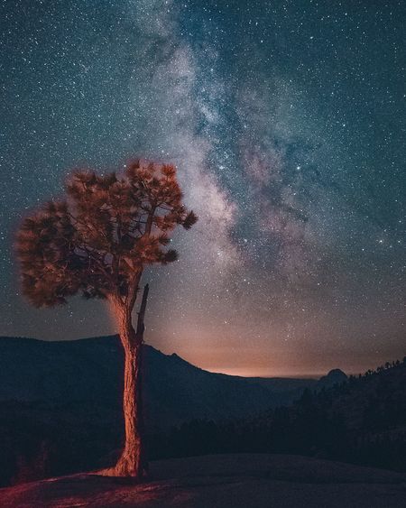 Tree against sky at night