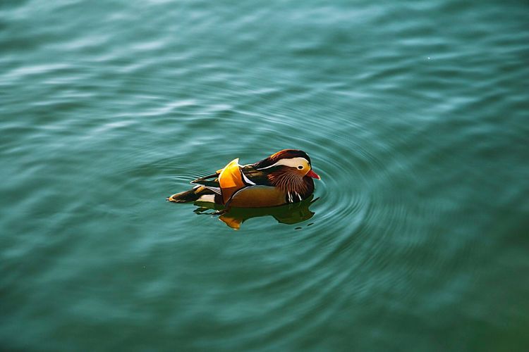 Close-up of mandarin duck swimming in water