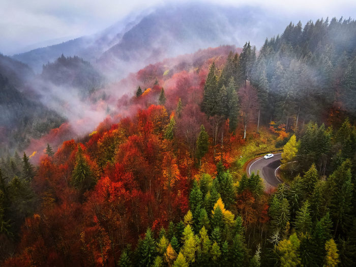 Scenic view of forest against sky during autumn