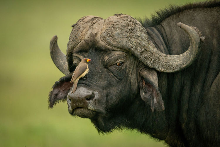 Yellow-billed oxpecker on face of cape buffalo