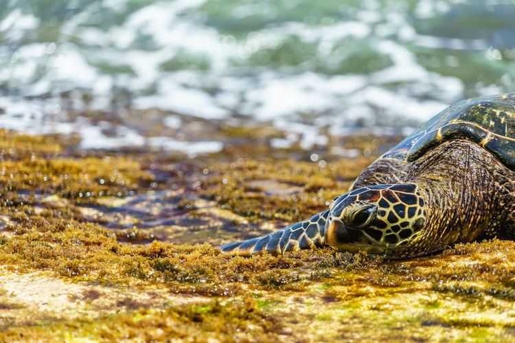 Close-up of a turtle in the water