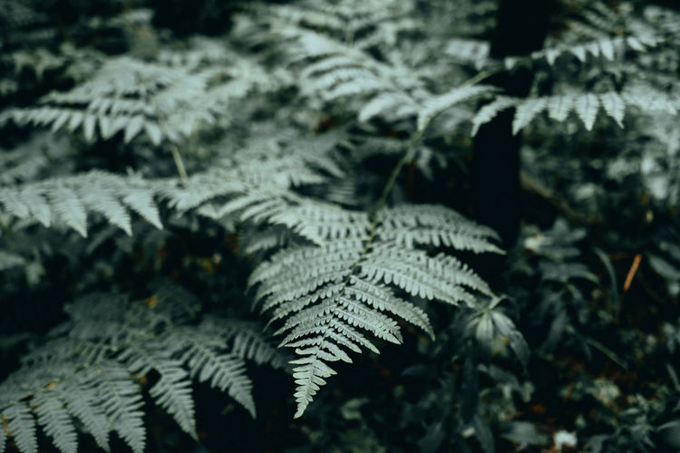 Close-up of fern leaves