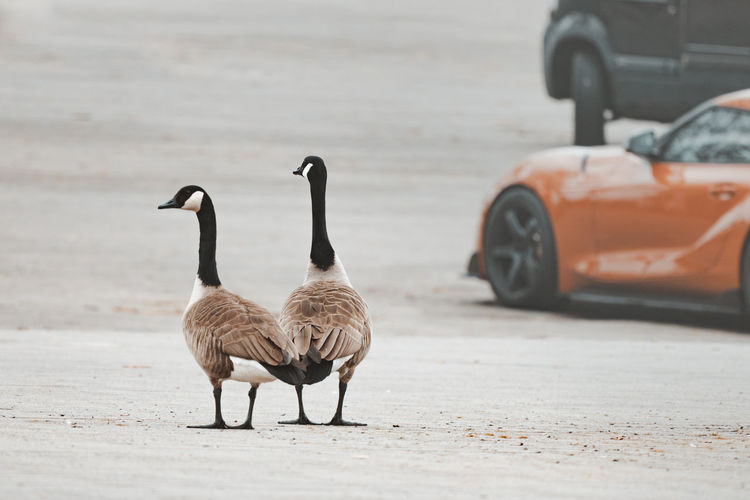 Side view of canada geese on road