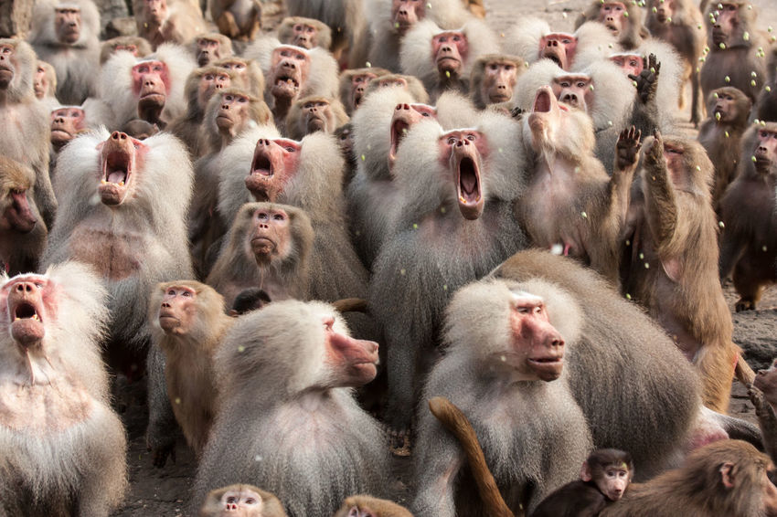 monkey-group-photo-funny-funny-png